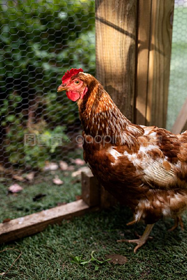 家禽饲养场笼内棕色及白色母鸡的侧面景观