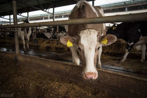 疫情对畜牧业影响 养殖成本急剧增加 多重不利因素牛价会暴跌
