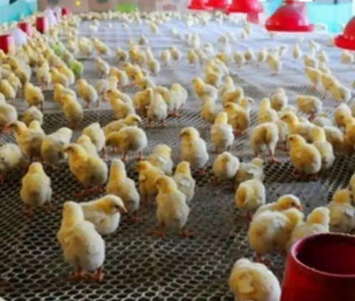 我国将50余项家禽产品出口退税率提高至9