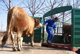 鲁西黄牛市场前景8图片 高清图 细节图 嘉祥县兴顺牛羊养殖场 