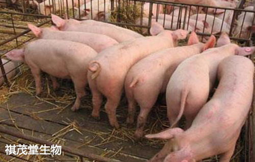 生猪补栏积极 广东 广西 湖北 山东等地饲料养殖企业复工情况追踪