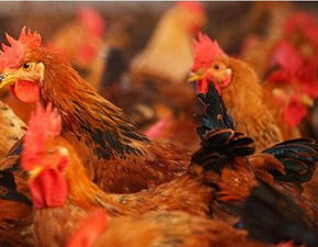禽流感最新消息 广州三区市场检出H7N9病毒存散发风险