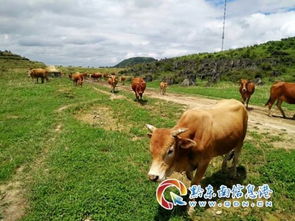 黄平县去年畜牧水产养殖业完成率达100 以上