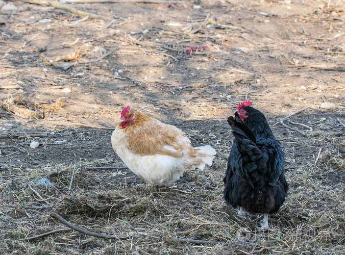 小鸡在农场花园里散步鸡场里的鸡家禽养殖场