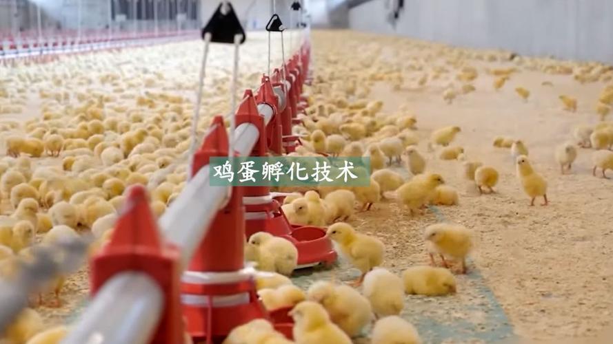 鸡蛋孵化技术 肉鸡饲养方法与工艺 家禽加工厂