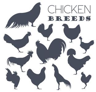 家禽饲养业.鸡种图标集.平面设计插画