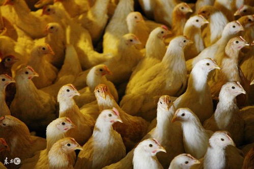 养鸡经验 影响鸡种蛋孵化率的几个重要因素