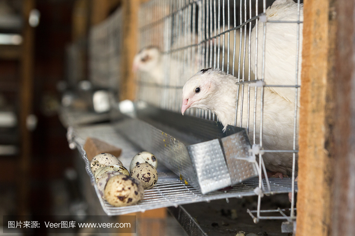 饲养在笼子里的鹌鹑