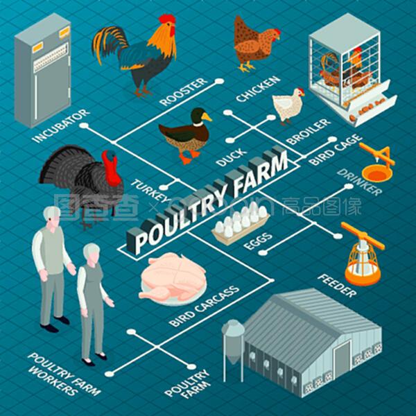 等距家禽饲养场流程图,农场动物图像,工人特征饲料和孵化器矢量插图